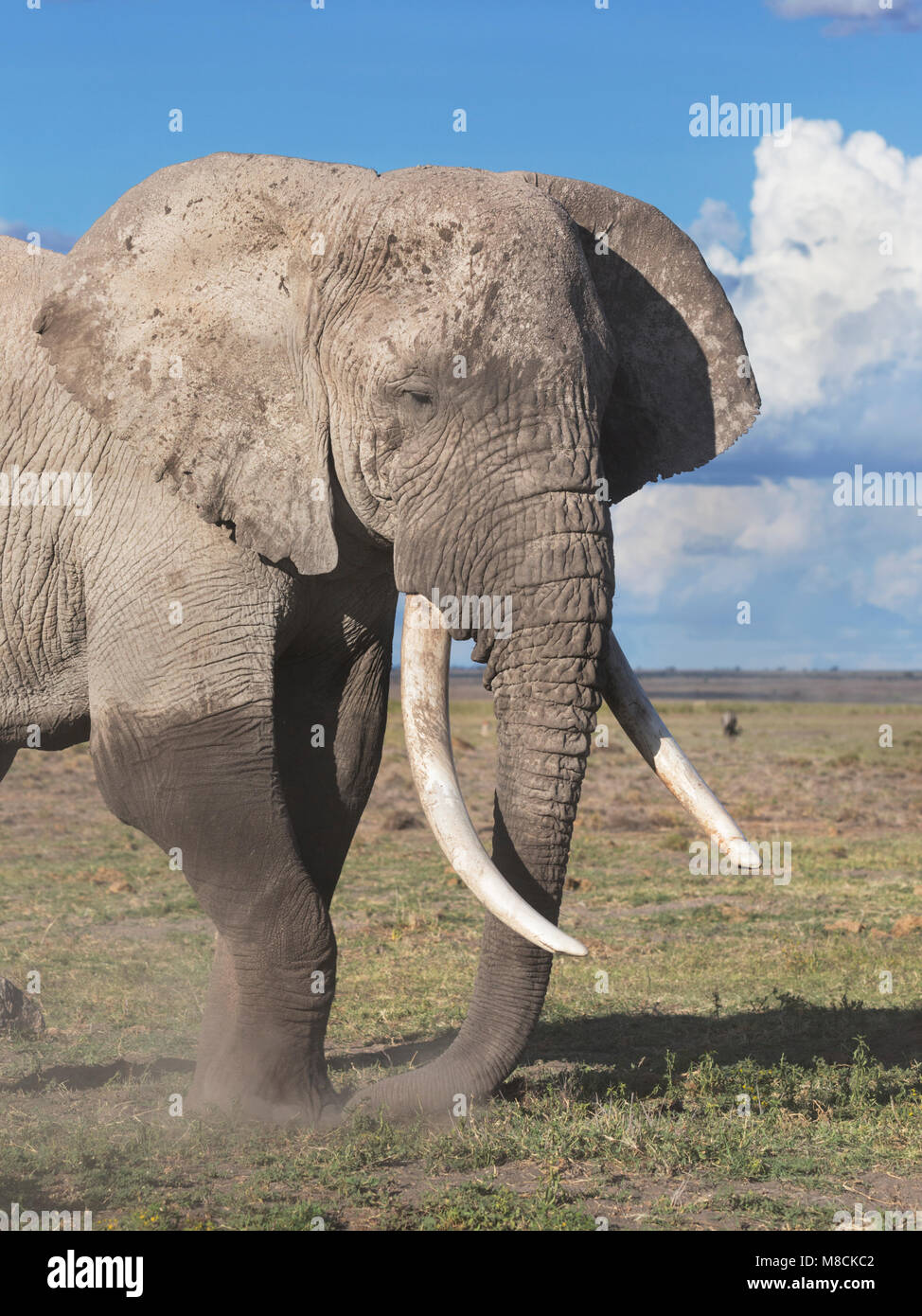 In der Nähe von Bull afrikanischen Elefanten mit großen Stoßzähnen graben Boden zu durchsuchen Stockfoto