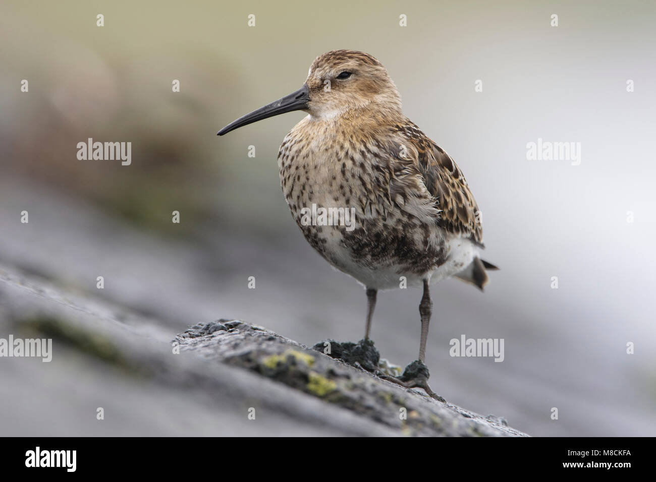 Juveniele Bonte Strandloper; Juvenile Alpenstrandläufer Stockfoto