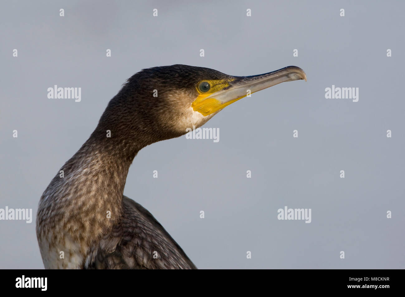 Kop Aalscholver beeldvullend; Kormoran Kopf fullscreen Stockfoto