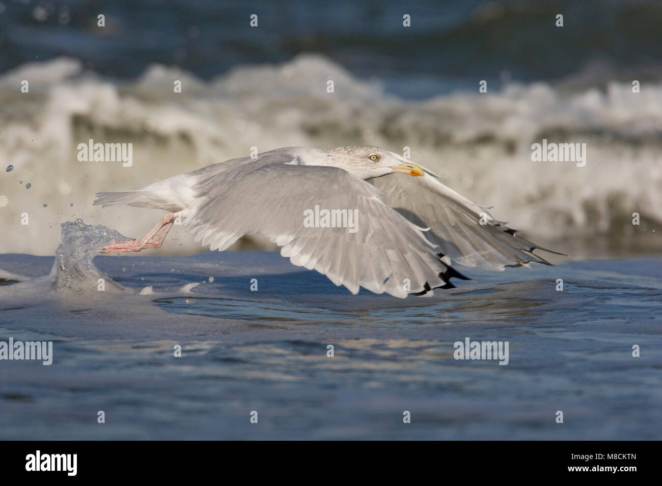 Zilvermeeuw Erwachsener in Branding; Silbermöwe Erwachsener in surf Stockfoto