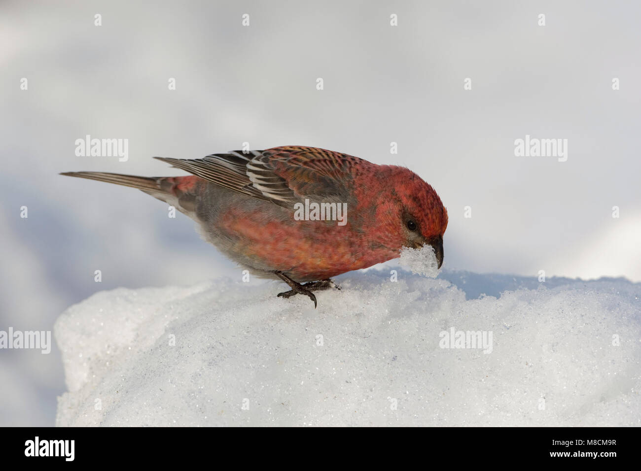 Haakbek junge männliche Essen Schnee; Pine Grosbeak sneeuw etend Jong mannetje Stockfoto