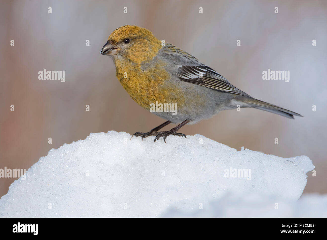 Zittend Haakbek vrouwtje in de sneeuw; Thront weiblichen Pine Grosbeak im Schnee Stockfoto