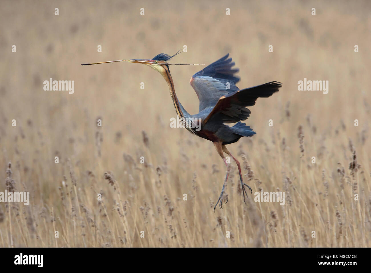 Purperreiger vliegend met nestmateriaal; Purpurreiher fliegen mit Nistmaterial Stockfoto