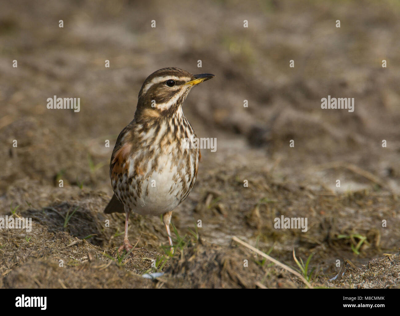 Redwing thront; Koperwiek zittend Stockfoto