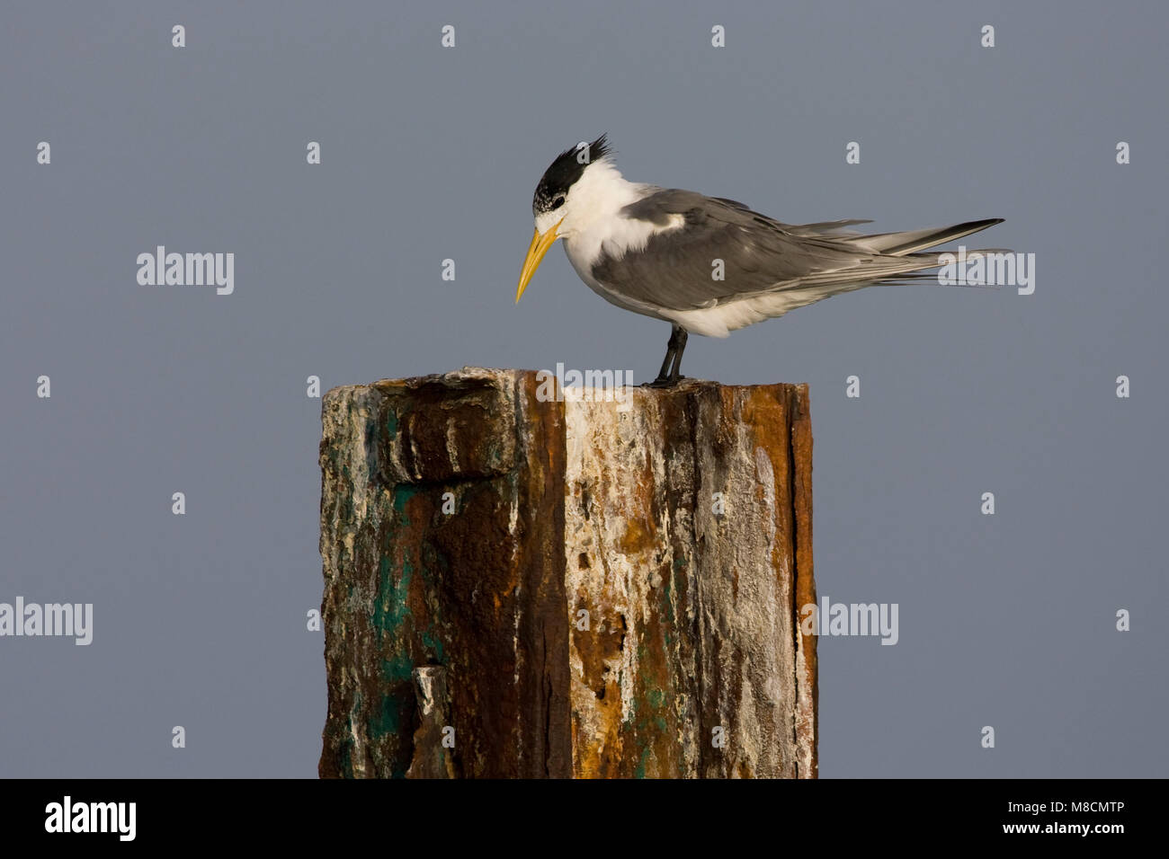 Grote Kuifstern zittend op Paal; Great Crested Tern auf einer Stange gehockt Stockfoto