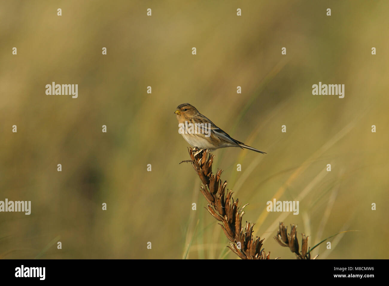 Twite thront; Frater zittend Stockfoto