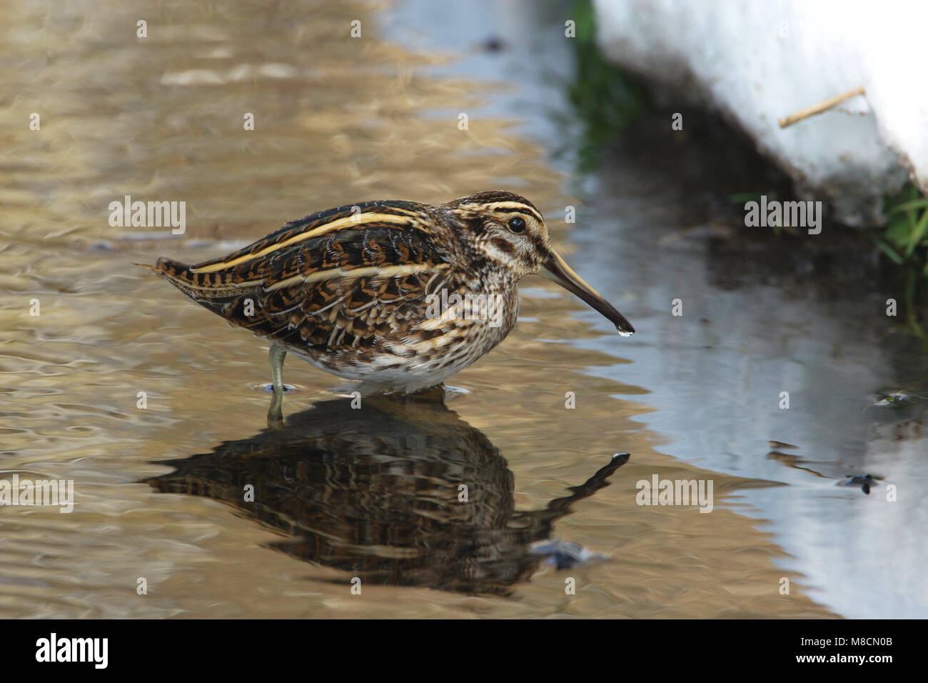 Bokje, Jack Snipe, Lymnocryptes minimus Stockfoto