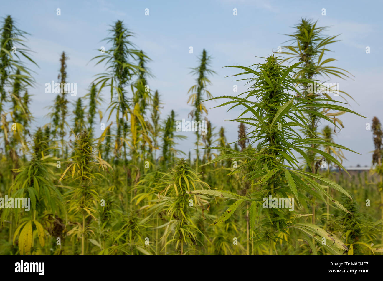 Pflanze Hanf (Cannabis sativa) wächst als die Ernte., Industriel hamp  "Cannabis industrialis Stockfotografie - Alamy
