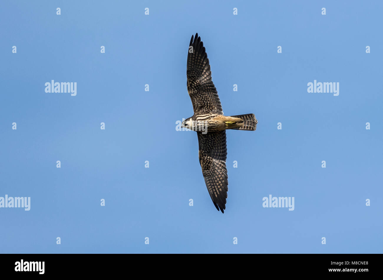 Juvenile Eurasischen hobby (Falco subbuteo) im Flug Stockfoto