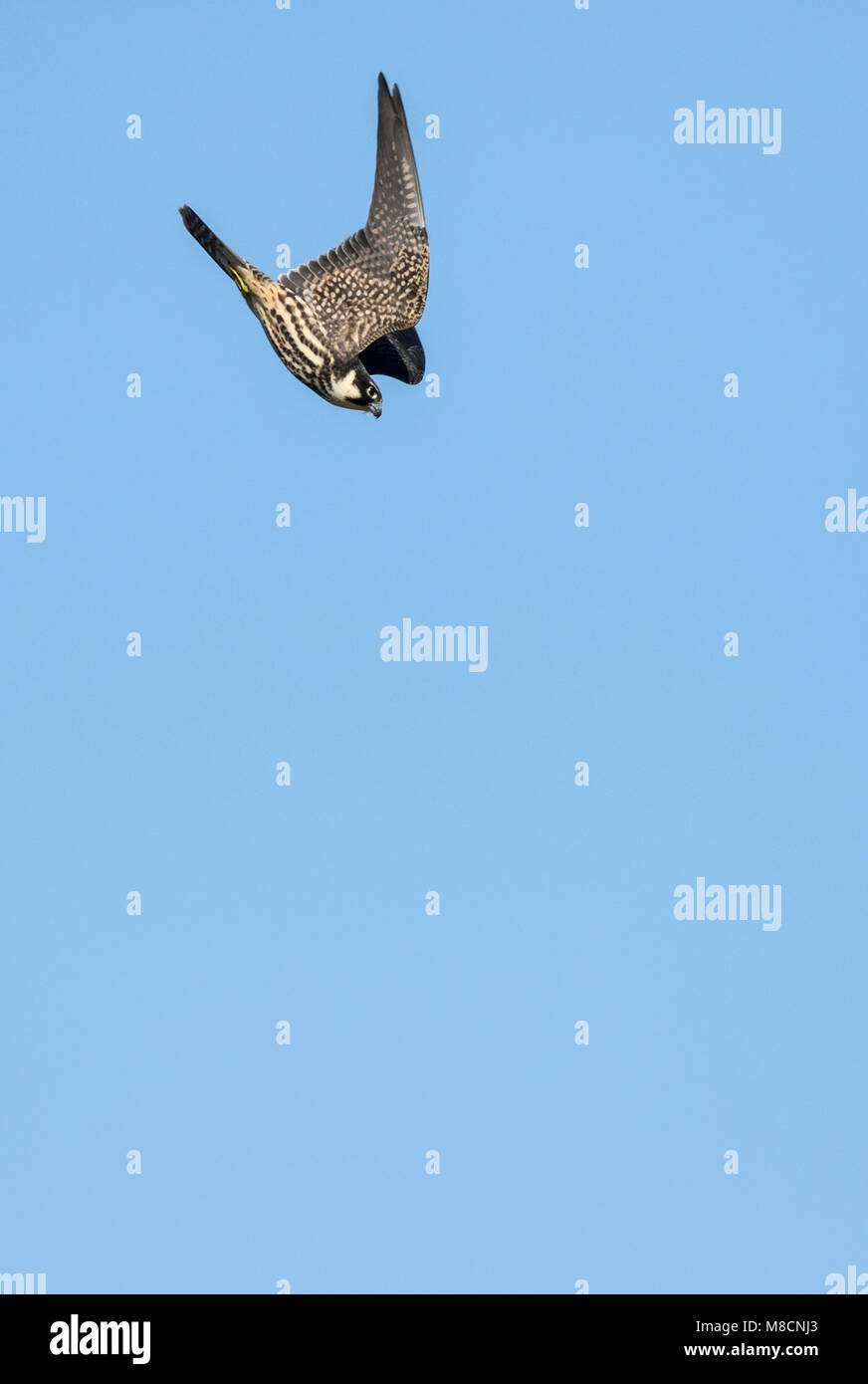 Juvenile Eurasischen hobby (Falco subbuteo) im Flug Stockfoto