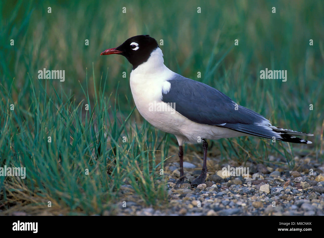 Vogel Bild von Brian E. Kleine Stockfoto