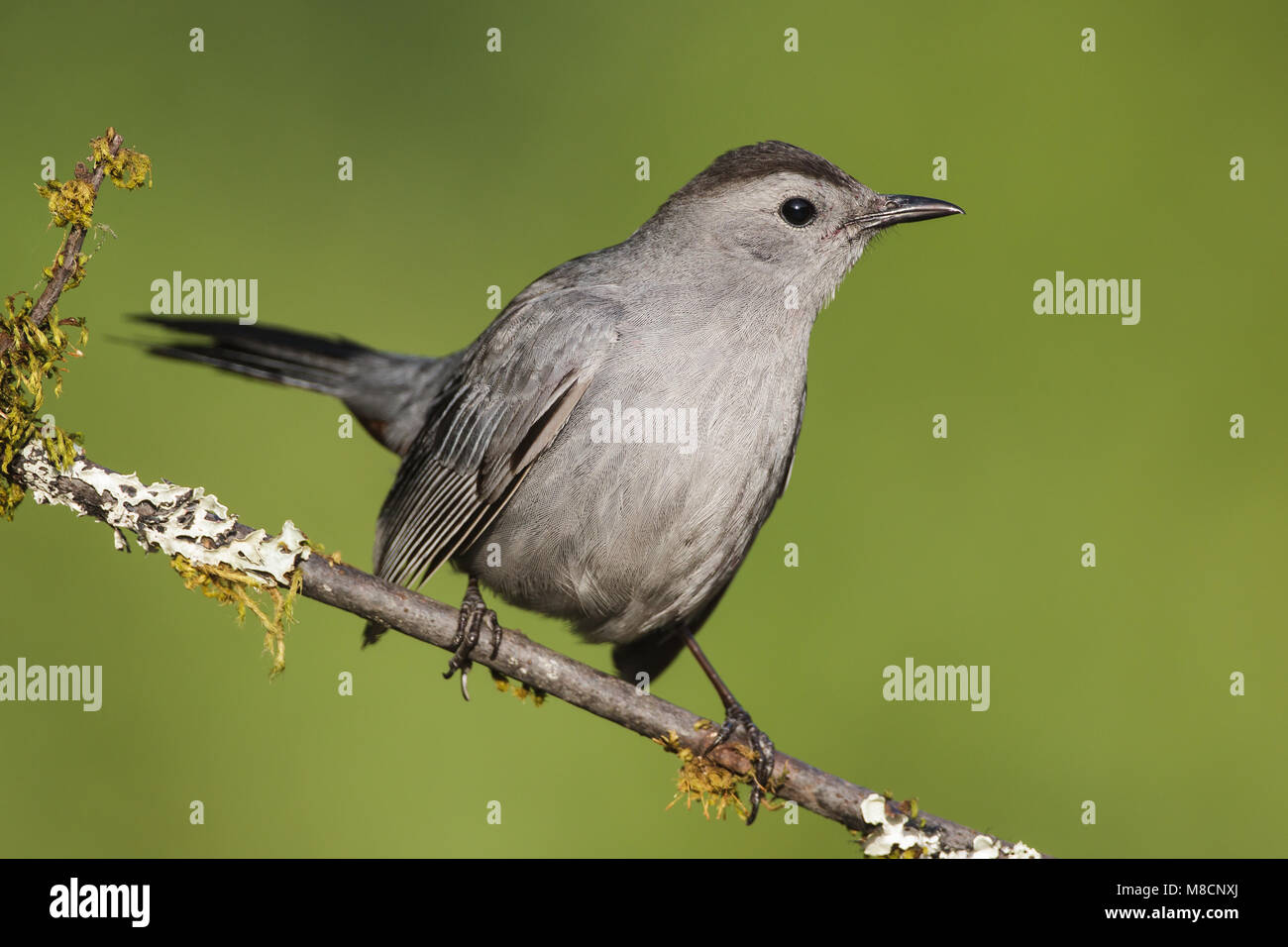 Katvogel, Grau Catbird Stockfoto