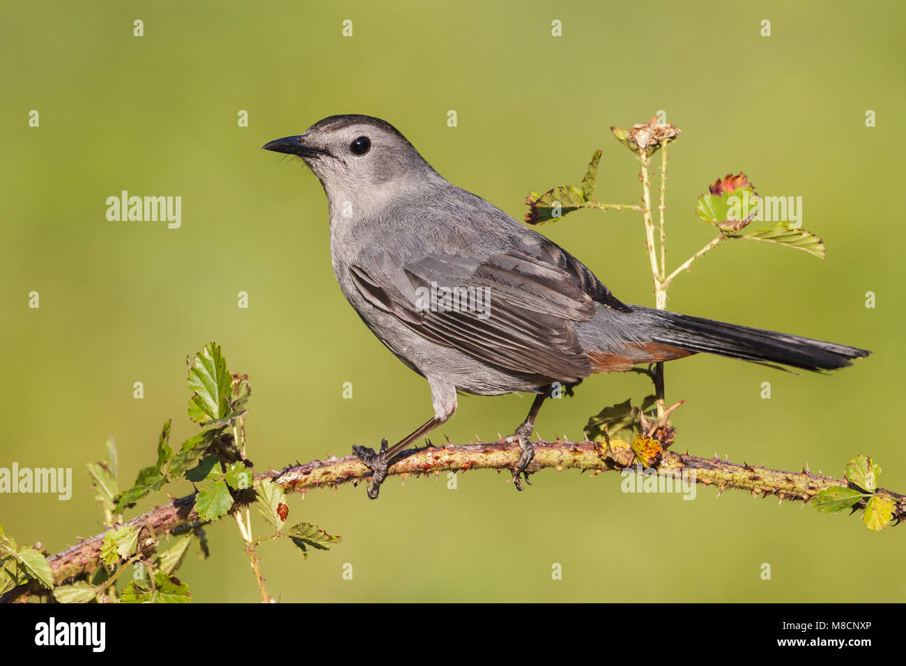Katvogel, Grau Catbird Stockfoto