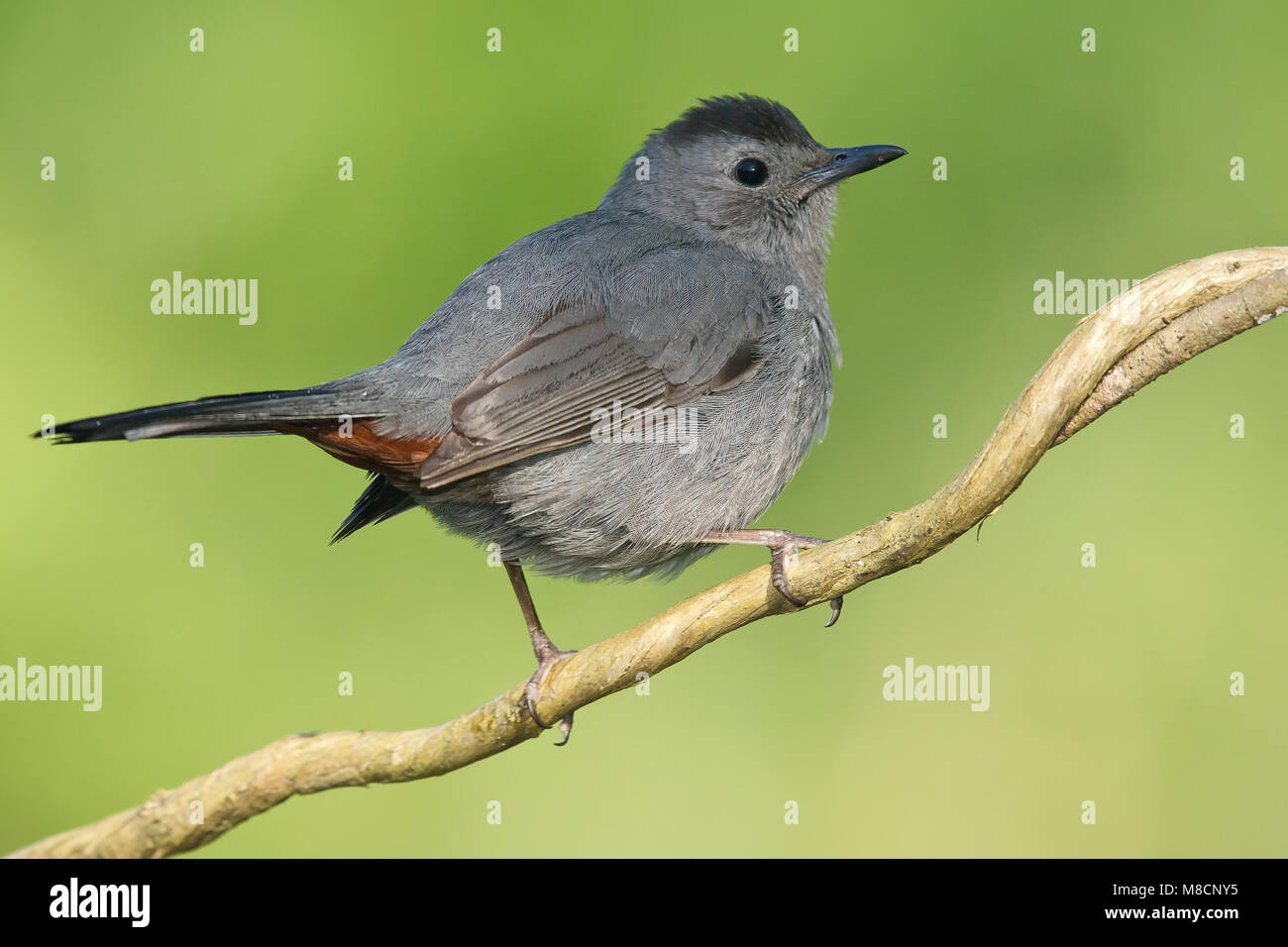 Katvogel, Grau Catbird Stockfoto
