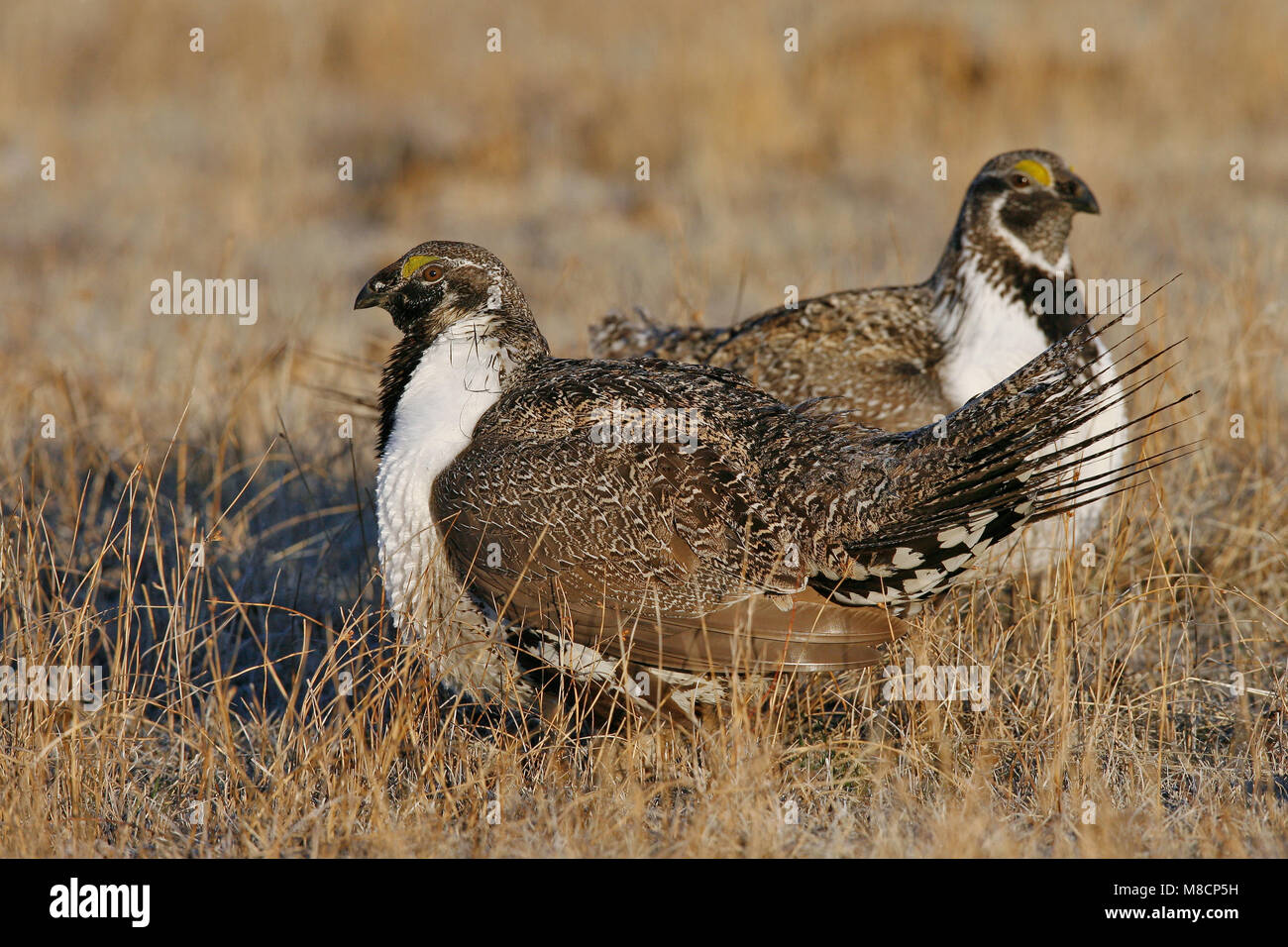 Erwachsene Männchen im Display Mono Co., CA März 2007 Stockfoto