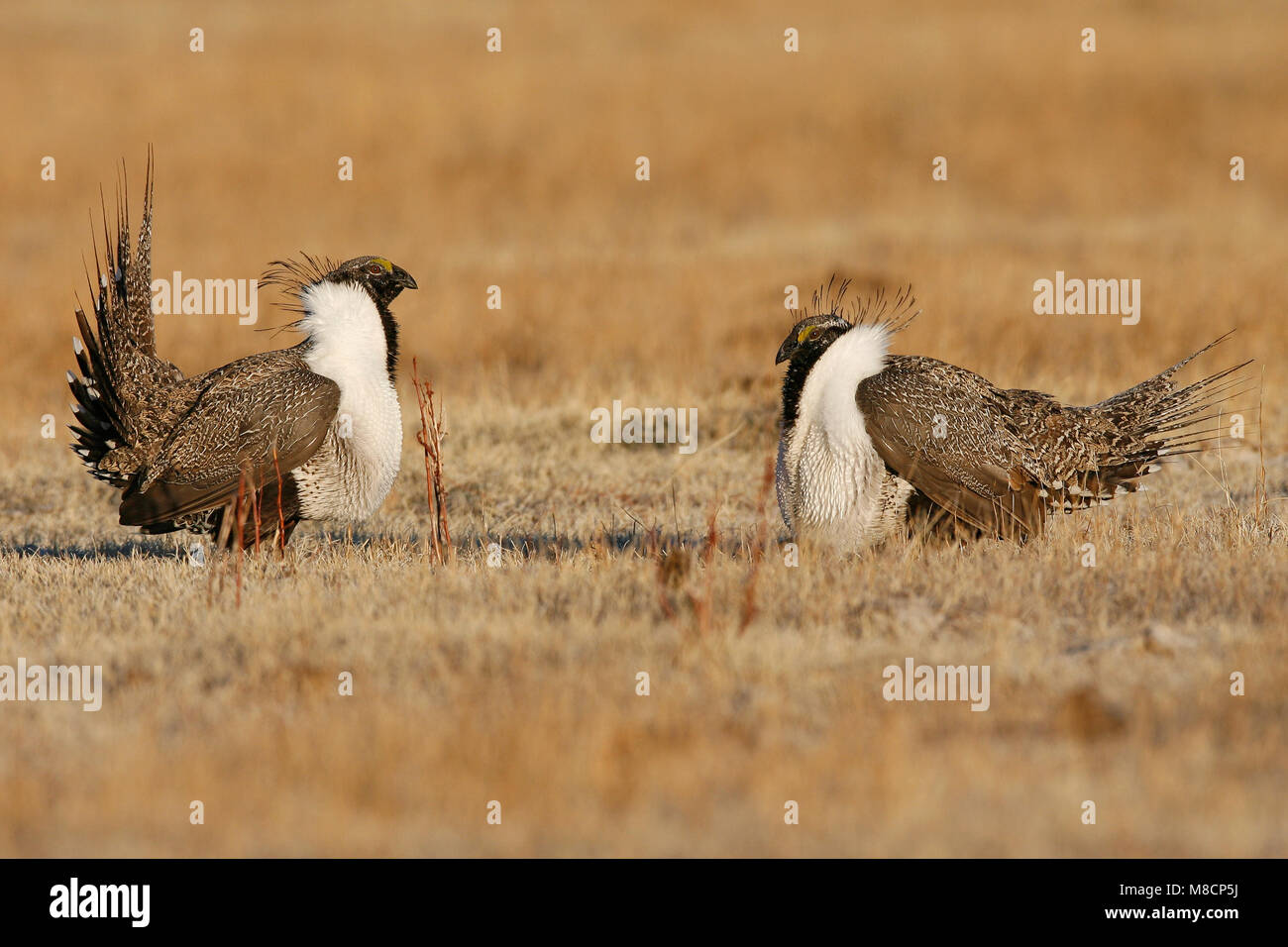 Erwachsene Männchen im Display Mono Co., CA März 2007 Stockfoto