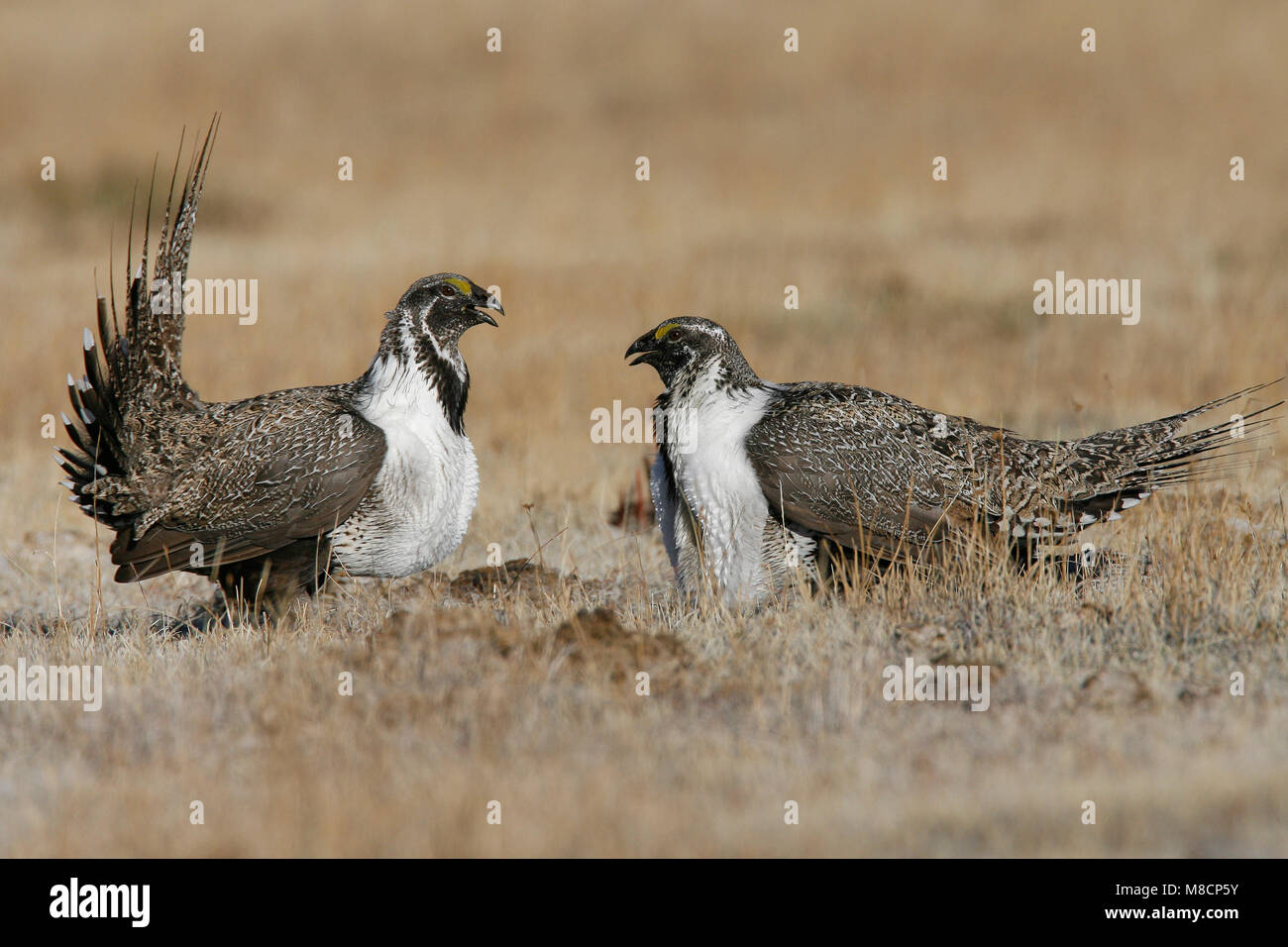 Erwachsene Männchen Mono Co., CA März 2007 Stockfoto