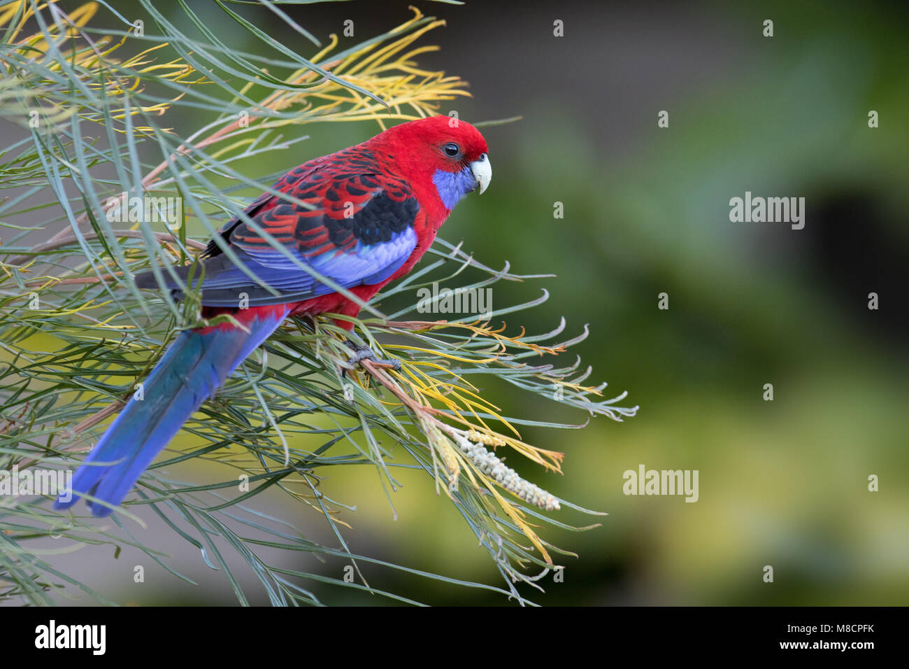 Crimson Rosella Nahrungssuche/in Grevillea gehockt Stockfoto