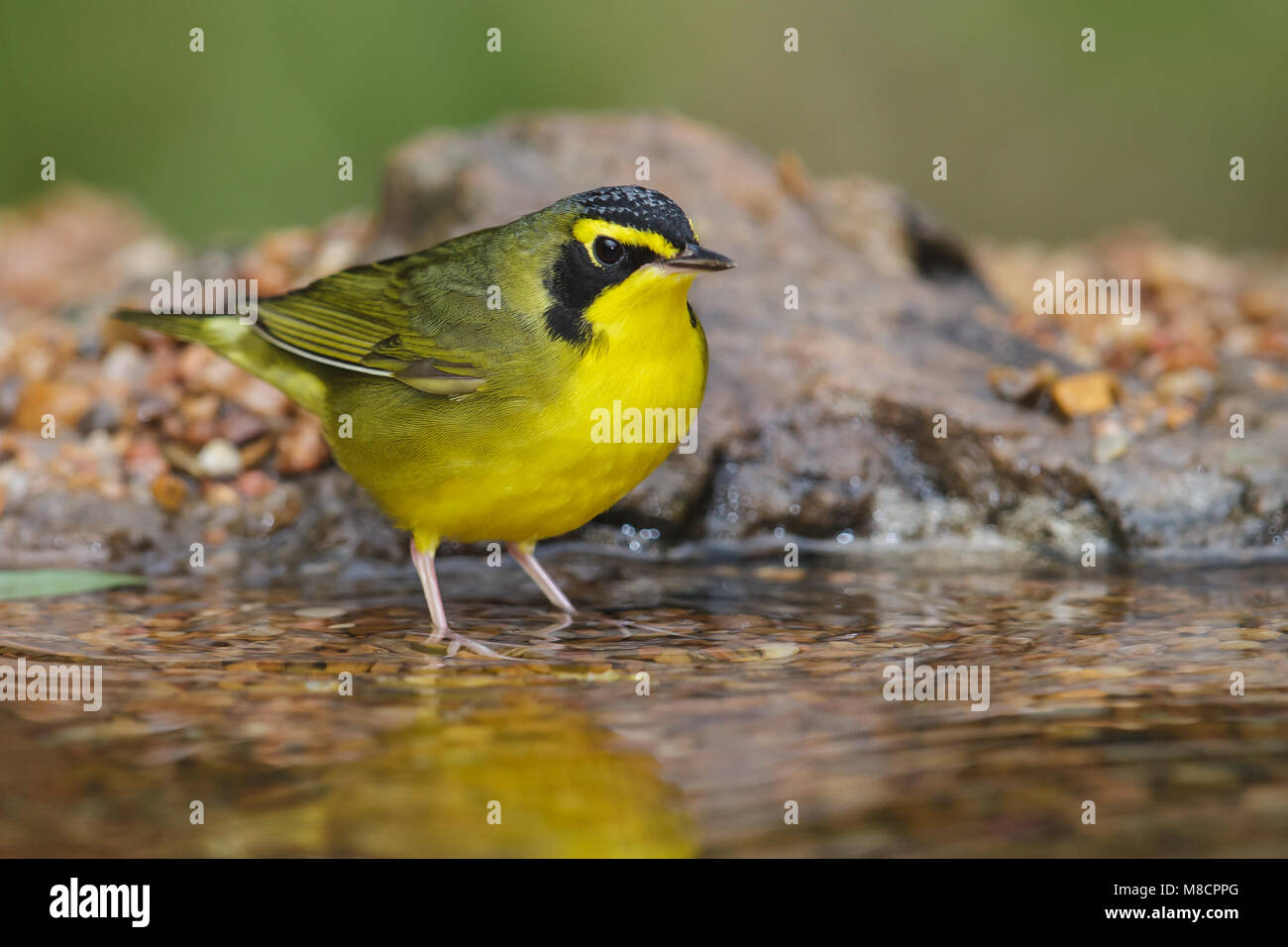 Nach Galveston, TX.de April 2013 Stockfoto