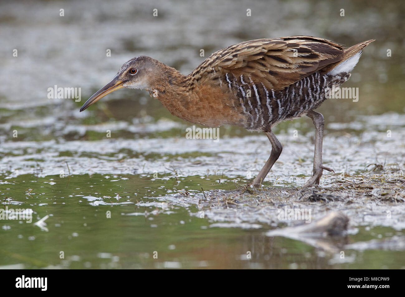 Nach Kammern Co., TX April 2010 Stockfoto