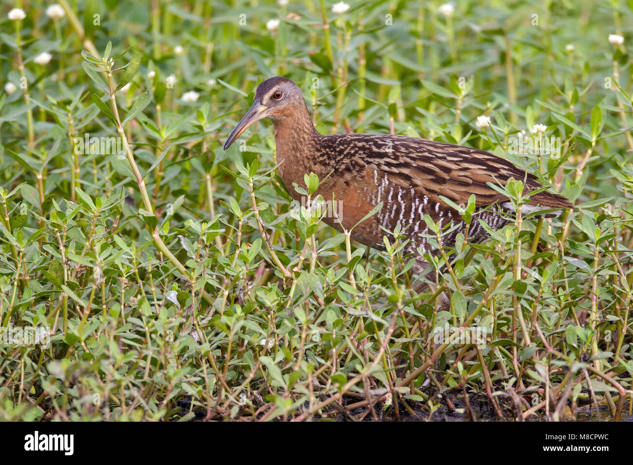 Nach Brazoria Co., TX April 2011 Stockfoto