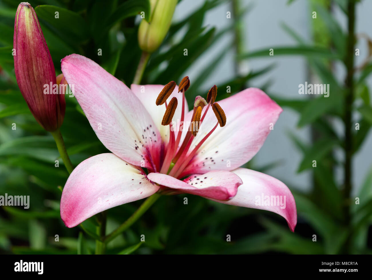 Schöne rosa Lilie in den Garten Stockfoto
