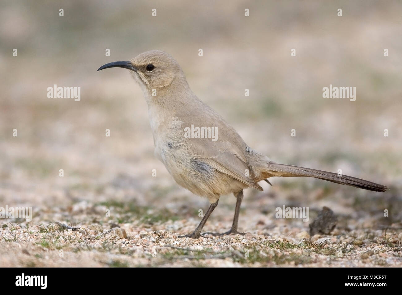 Nach Kern Co., CA März 2006 Stockfoto