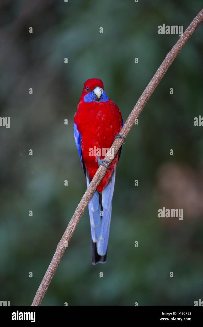 Crimson Rosella Nahrungssuche/in Grevillea gehockt Stockfoto
