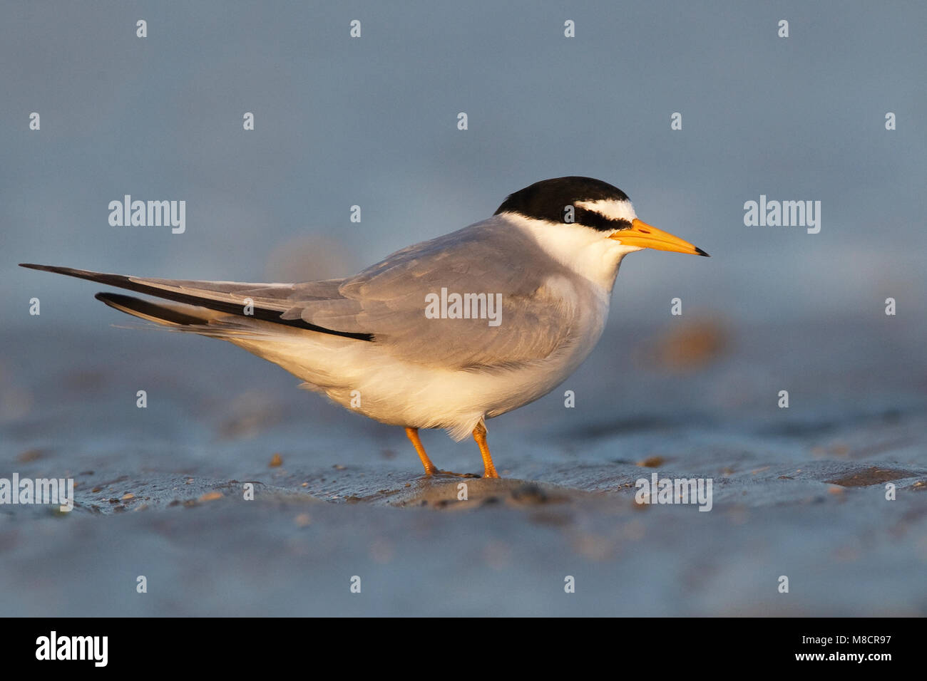 Nach Zucht Galveston, TX.de April 2010 Stockfoto