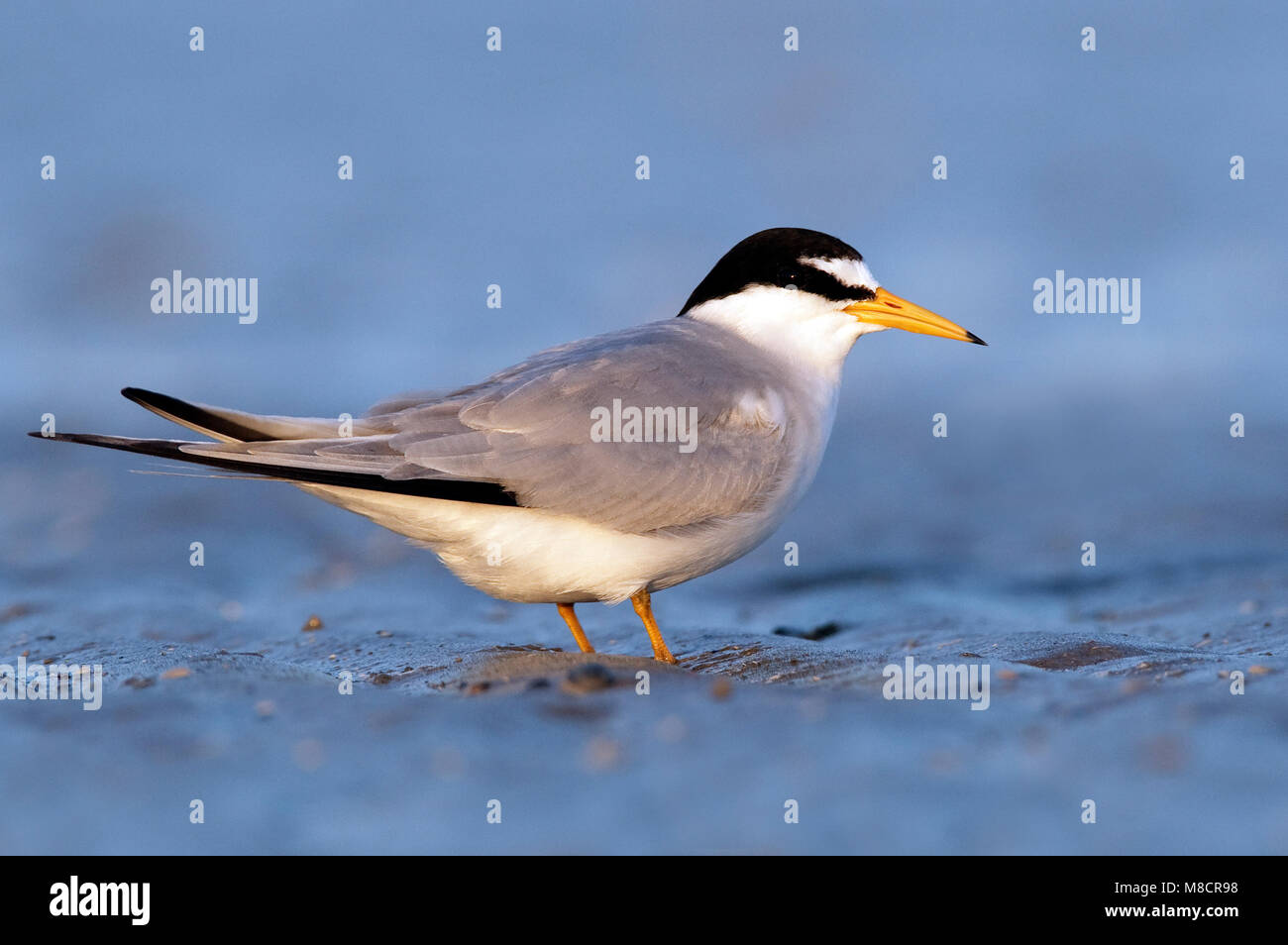 Nach Zucht Galveston, TX.de April 2010 Stockfoto