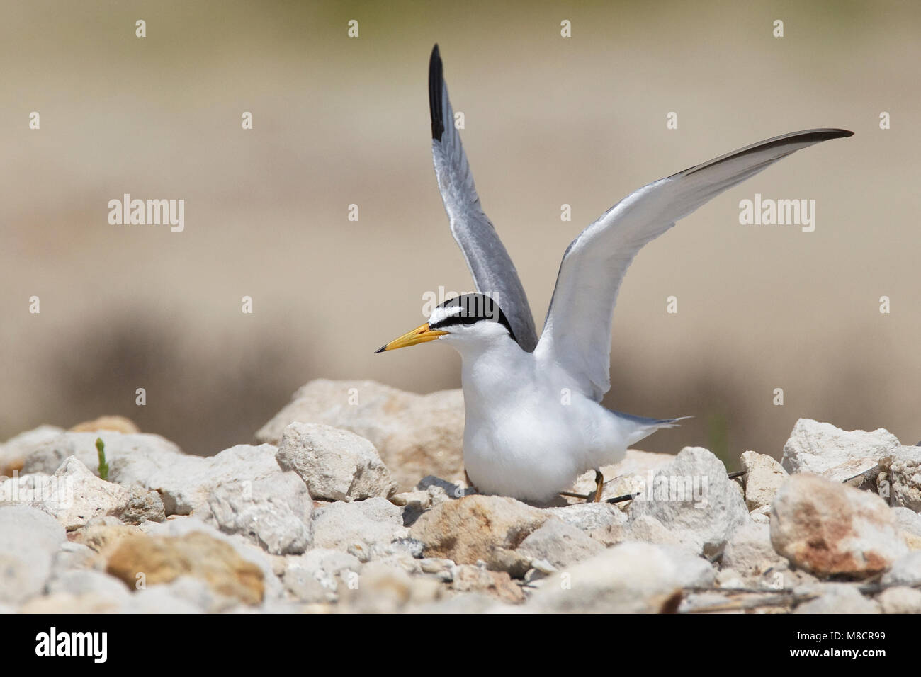 Nach Zucht Galveston, TX.de April 2010 Stockfoto
