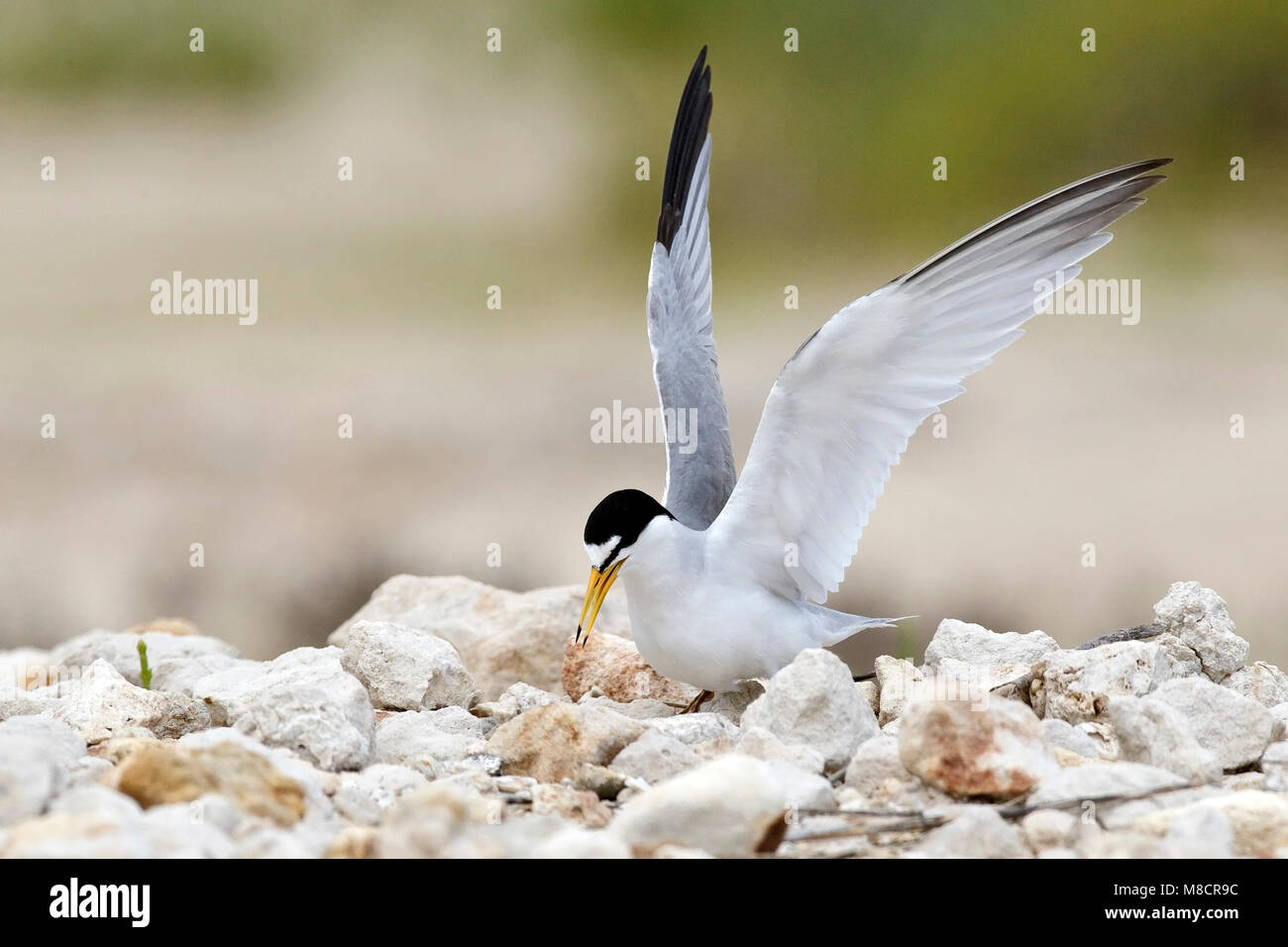 Nach Zucht Galveston, TX.de April 2010 Stockfoto