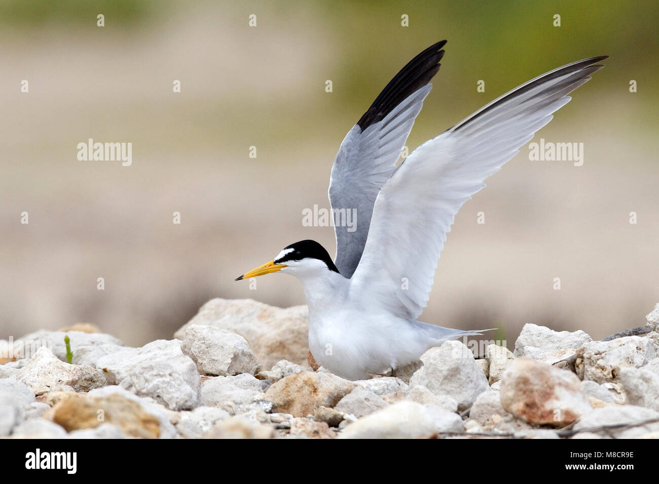 Nach Zucht Galveston, TX.de April 2010 Stockfoto