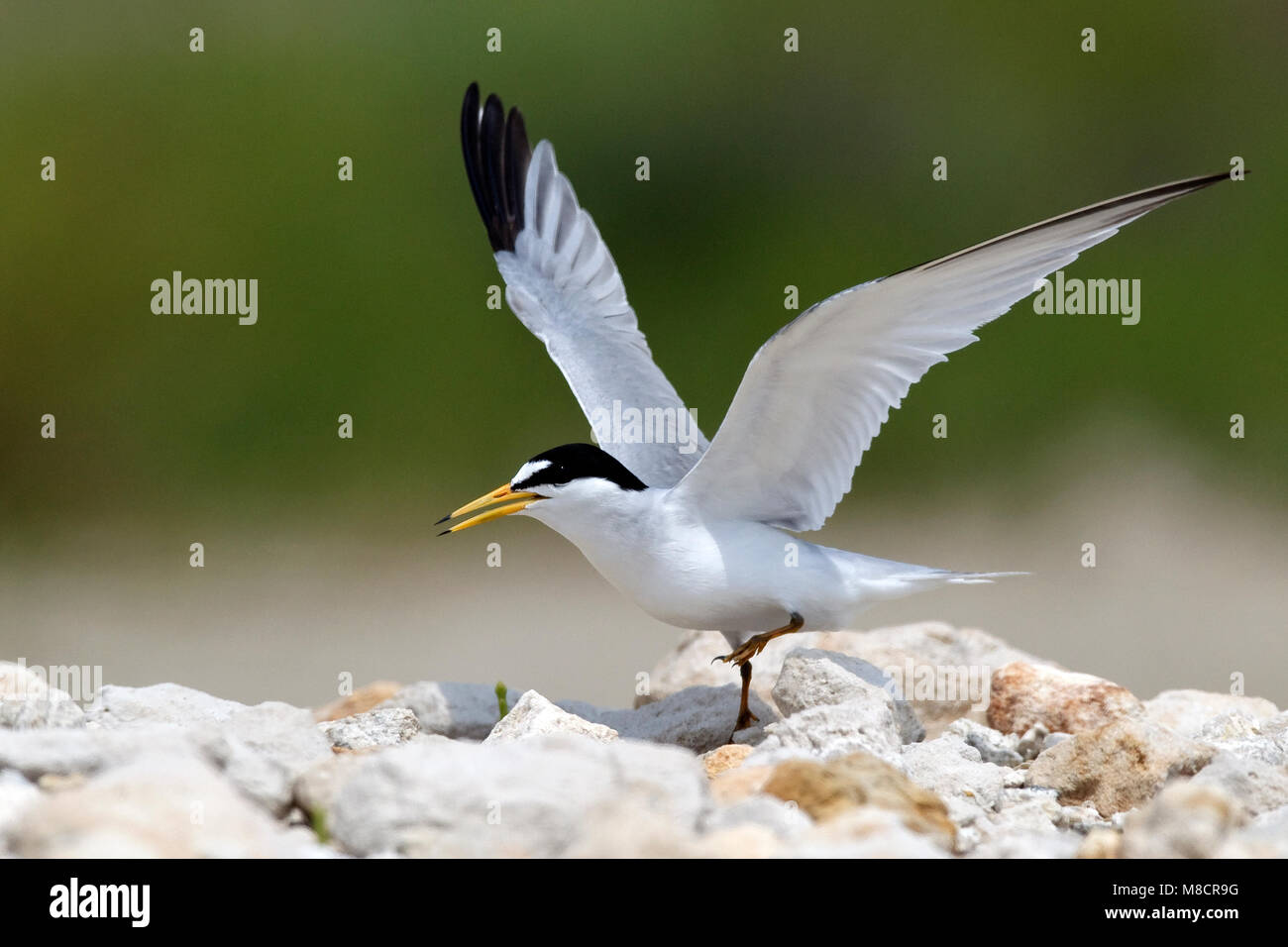 Nach Zucht Galveston, TX.de April 2010 Stockfoto