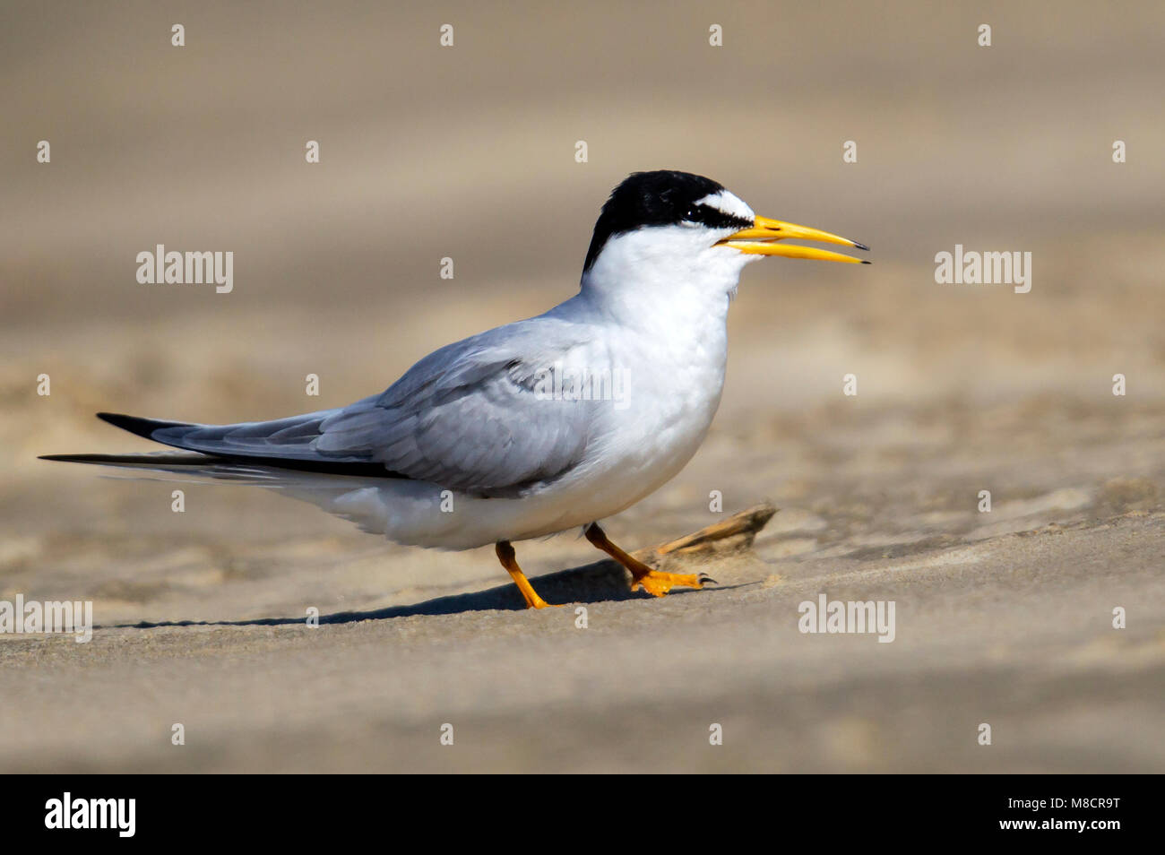 Nach Zucht Galveston, TX.de April 2013 Stockfoto