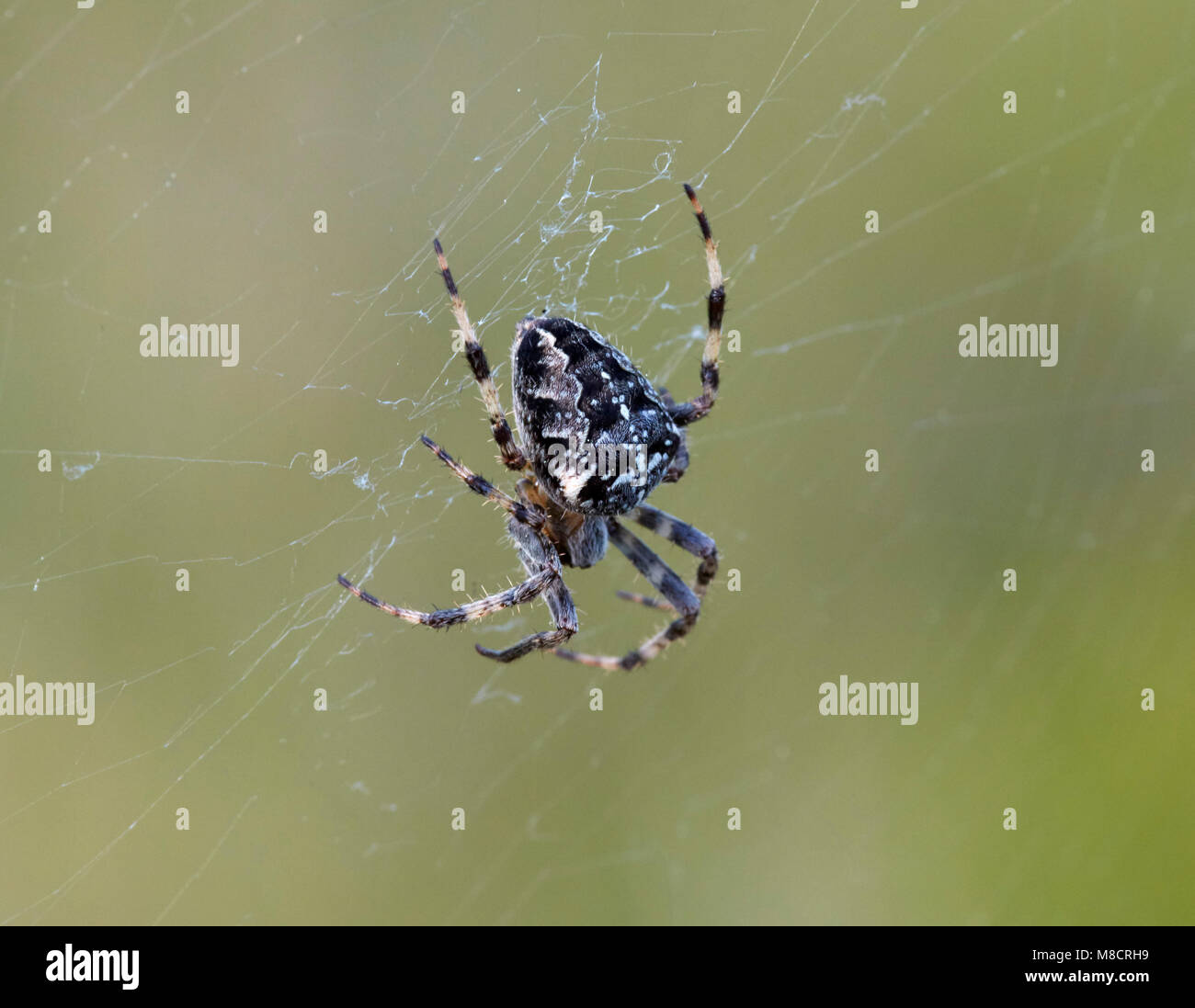 Gartenkreuzspinne (Araneus diadematus). Hurst suchen, East Molesey, Surrey, Großbritannien. Stockfoto