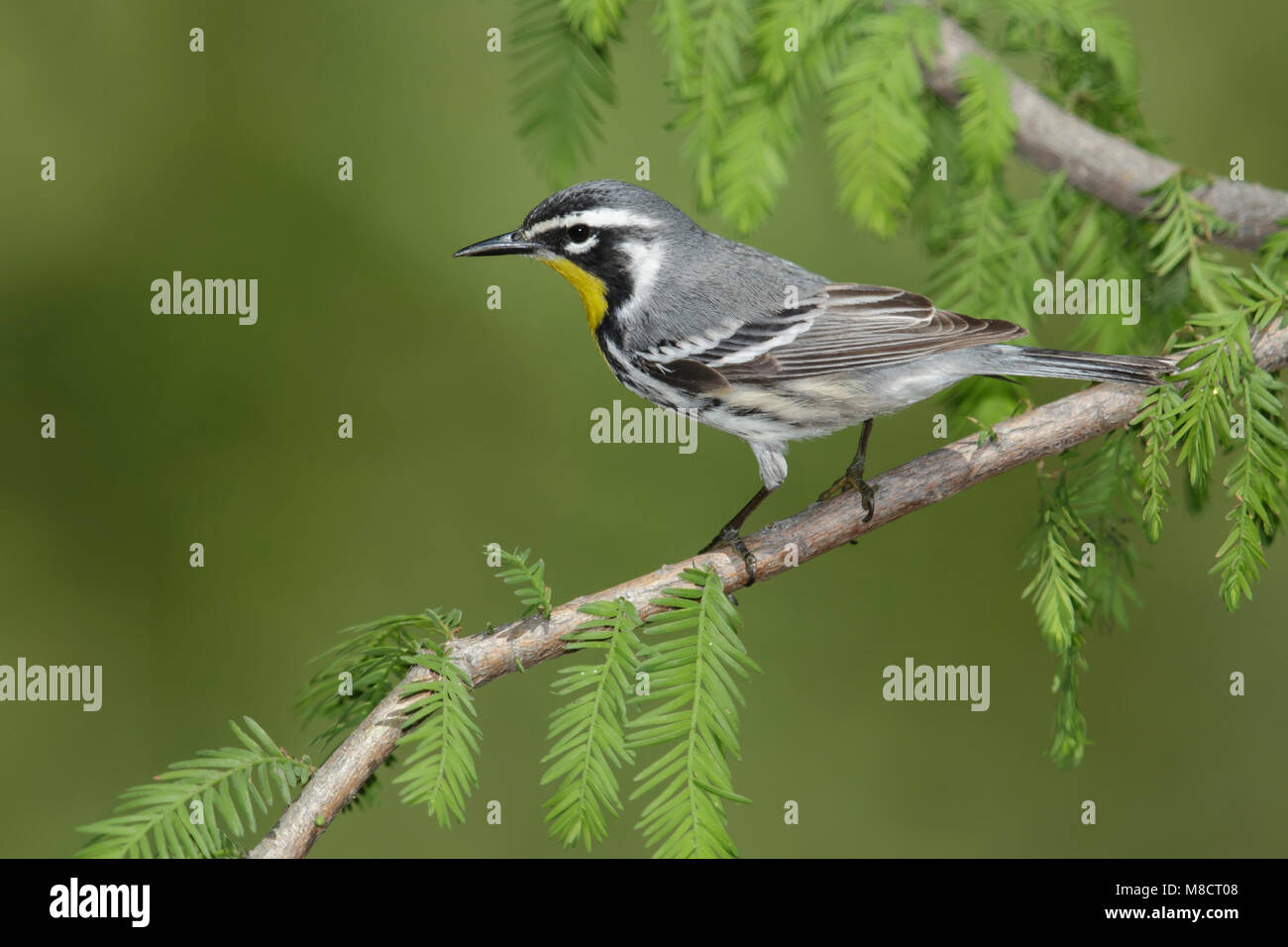 Nach Galveston, TX.de April 2014 Stockfoto