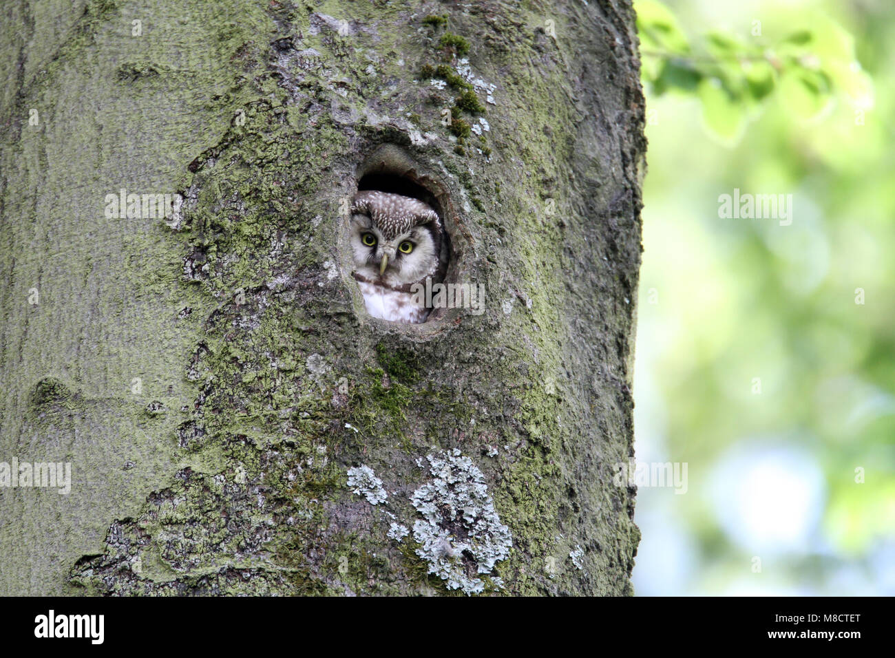Ruigpootuil kijkt uit nesthol; Boreal Eule auf der Suche nach unten von Nest öffnen Stockfoto
