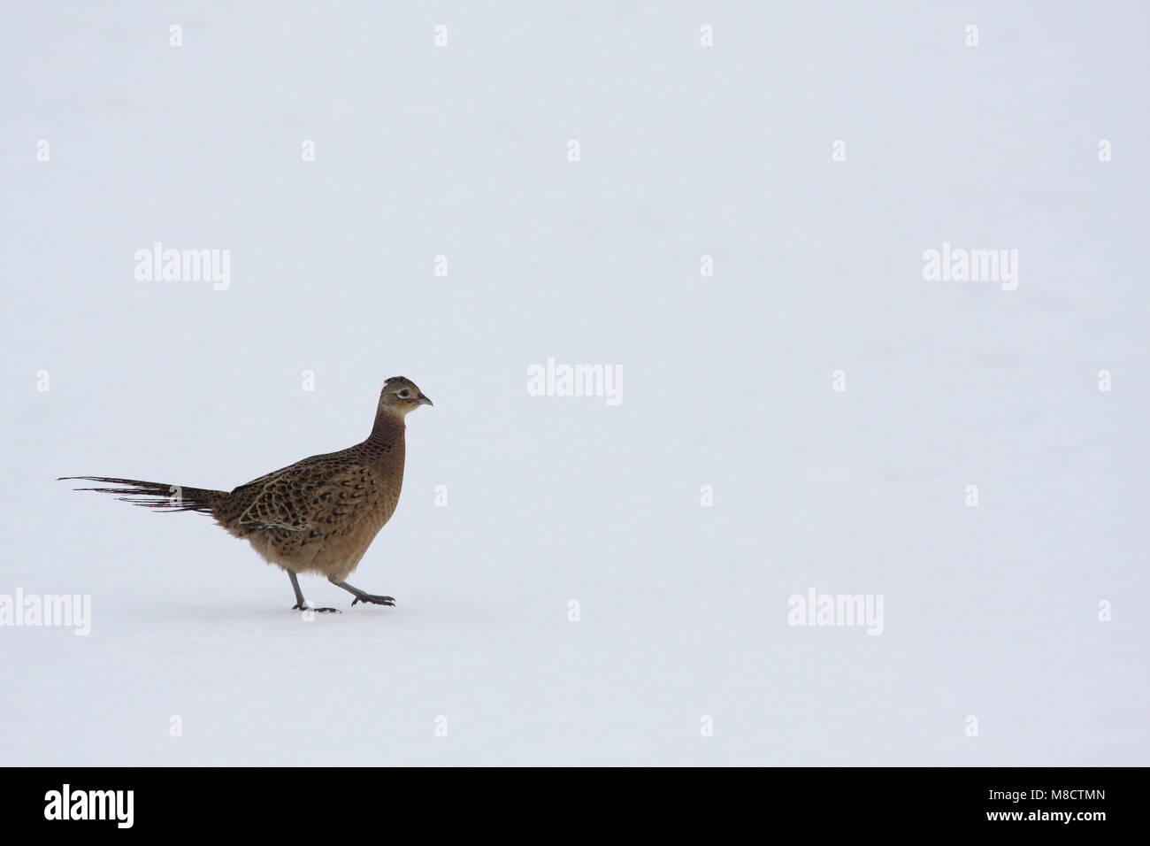 Fazant vrouwtje lopend in sneeuw Gemeinsame Fasan weiblichen Wandern im Schnee. Stockfoto