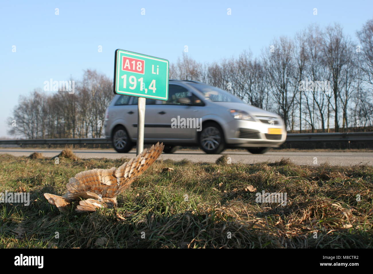 Kerkuil dood Langs de weg; dunkle Barn Owl am Straßenrand tot Stockfoto