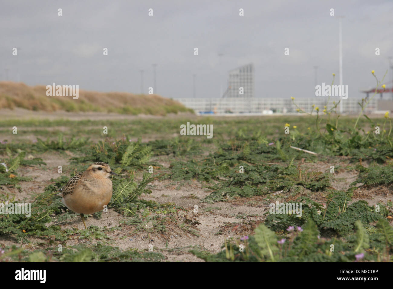 Eurasian Dotterel; Morinelplevier Stockfoto