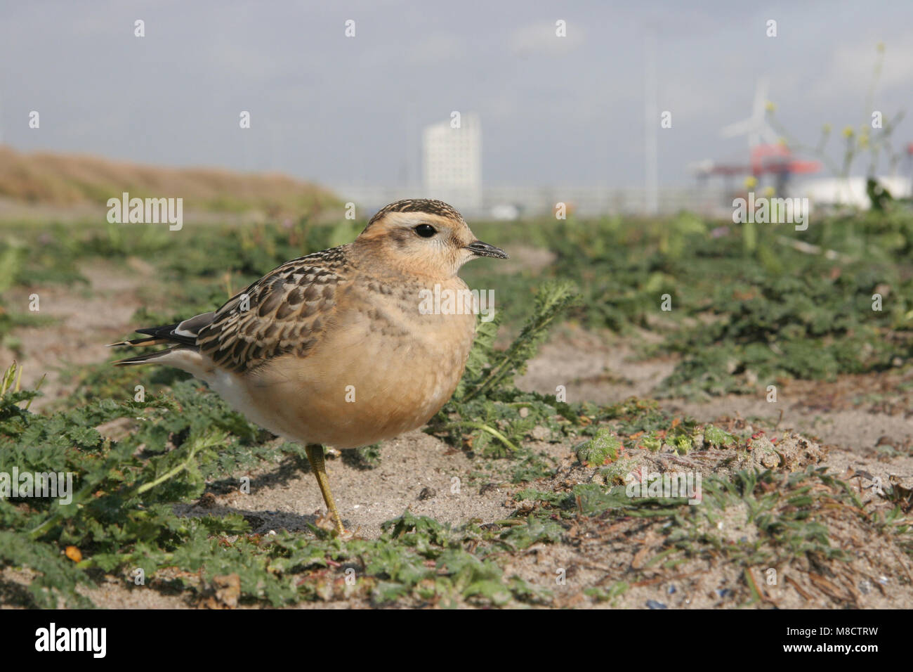 Eurasian Dotterel; Morinelplevier Stockfoto