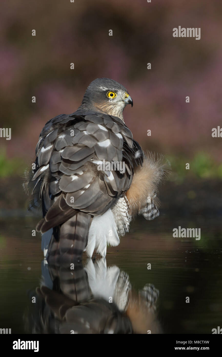 Vrouwtje Sperwer badderend; Weiblicher Eurasian Sparrowhawk Baden Stockfoto