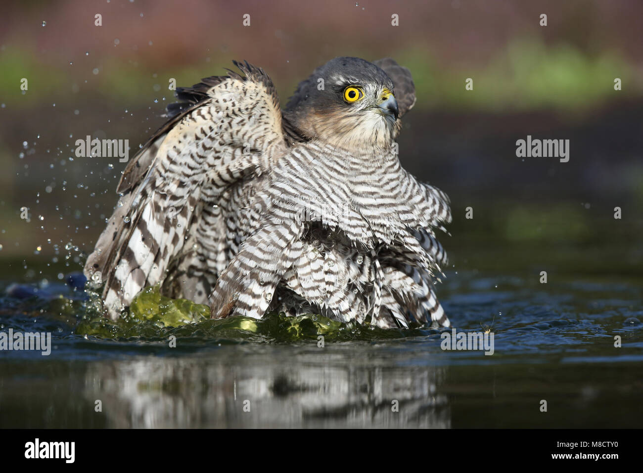 Vrouwtje Sperwer badderend; Weiblicher Eurasian Sparrowhawk Baden Stockfoto