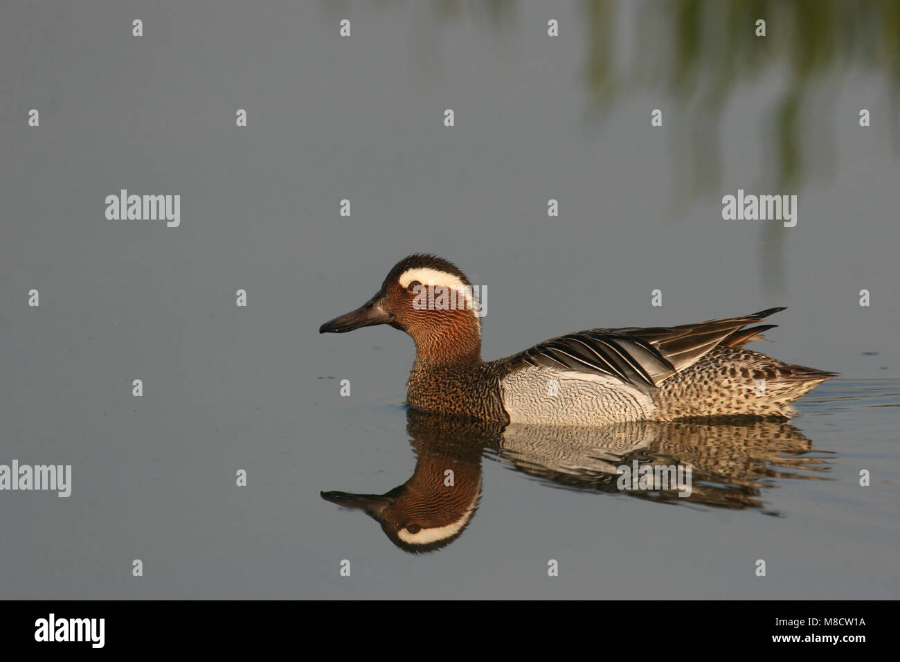 Krickente männlich; Zomertaling Mann Stockfoto