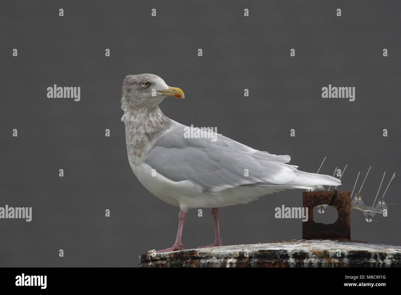 Grote Burgemeester in zit; Glaucous Gull gehockt Stockfoto