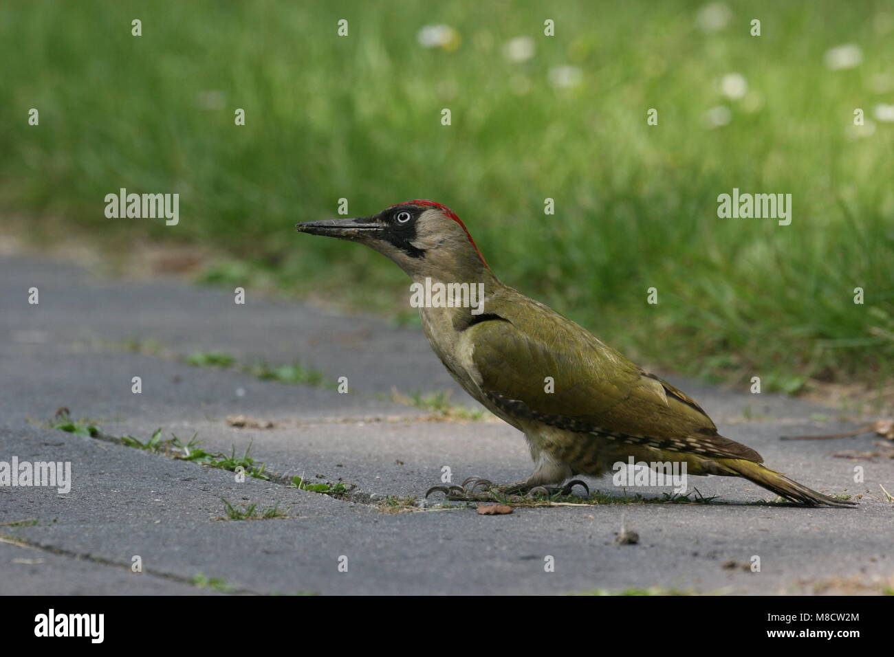 Groene Specht zittend Op de Grond; Europäische Grünspecht thront auf dem Boden Stockfoto