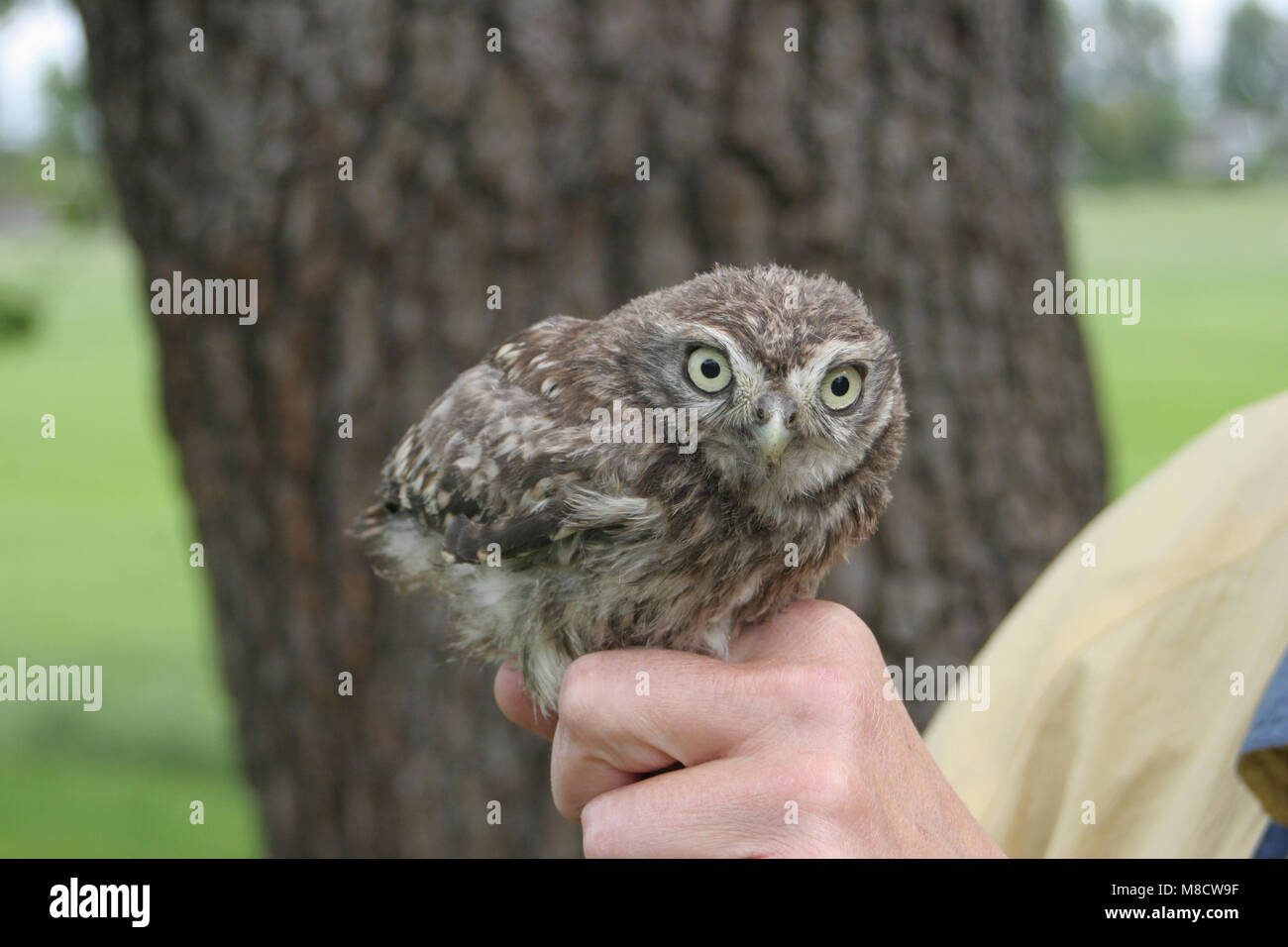 Kleine Eule in der Hand gehalten, Steenuil in de Hand Stockfoto