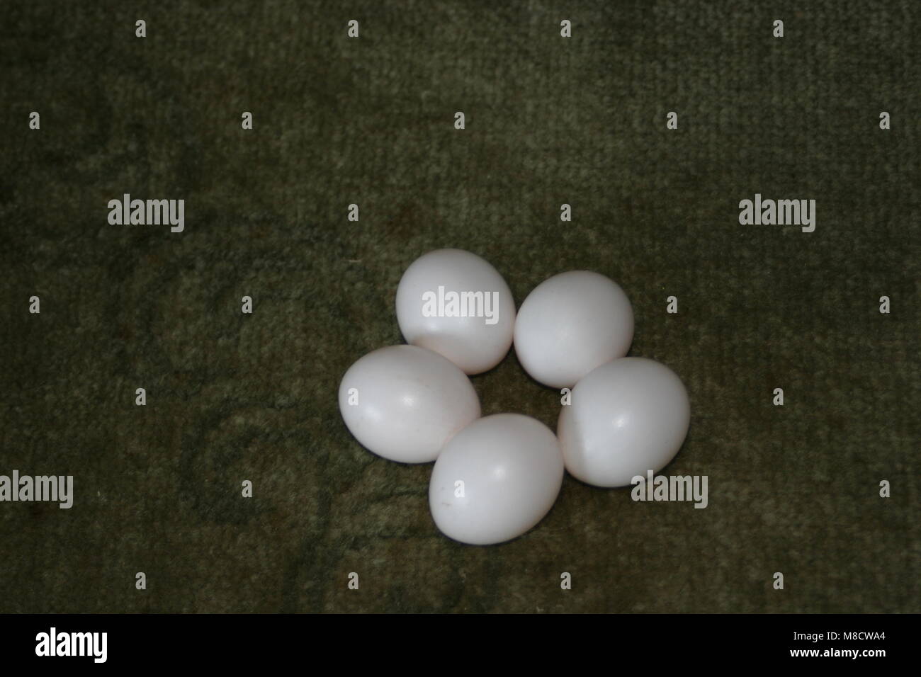 Nest van een Steenuil; Nest Stockfoto