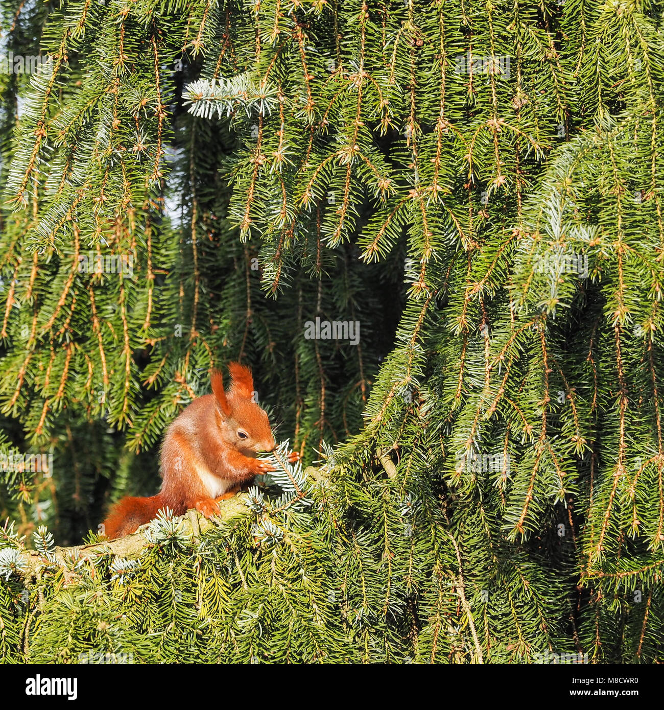 Red squirrel, Sciurus vulgaris, sitzt in einem nadelbaum Essen Stockfoto